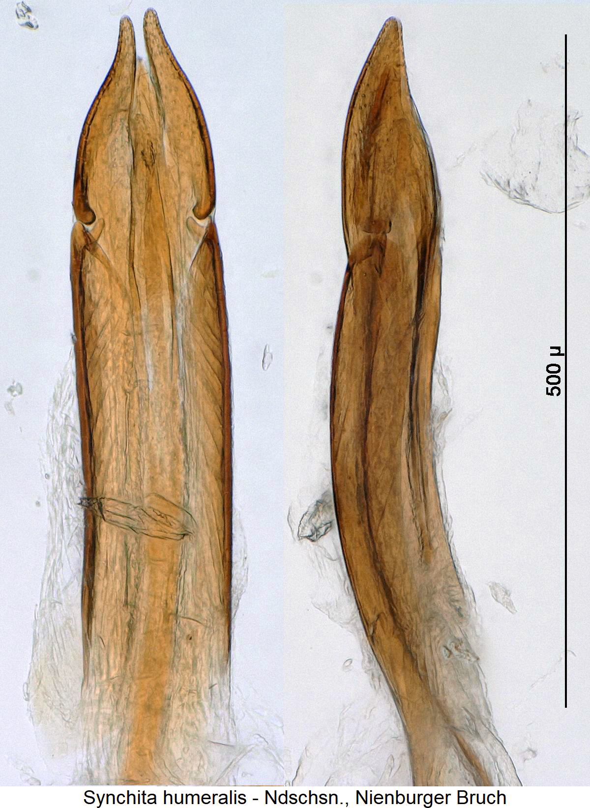 synchita_humeralis.jpg