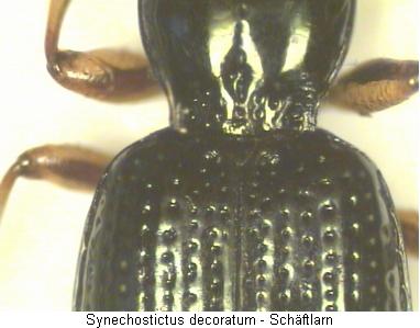synechostictus_decoratum_sch.jpg