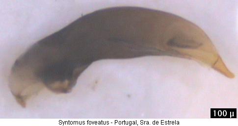 syntomus_foveatus.jpg