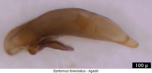 syntomus_foveolatus.jpg