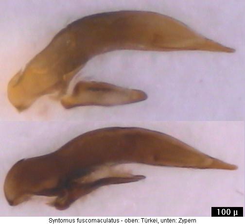 syntomus_fuscomaculatus.jpg
