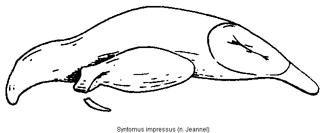 syntomus_impressus.gif