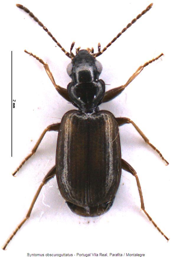 syntomus_obscuroguttatus_hab.jpg