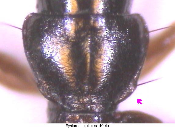 syntomus_pallipes_hsch_kreta.jpg