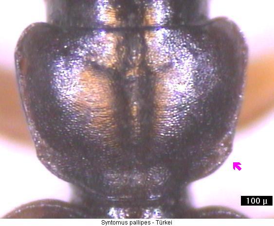 syntomus_pallipes_hsch_tr.jpg