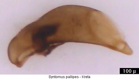 syntomus_pallipes_kreta.jpg