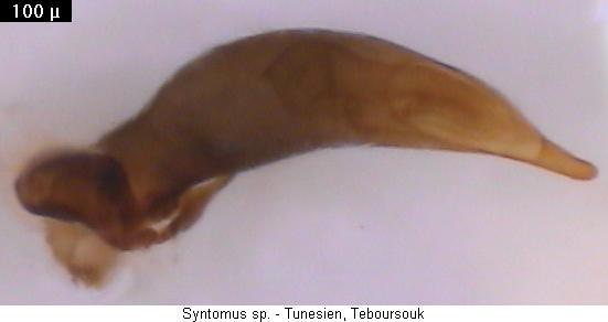 syntomus_sp_tunesien.jpg