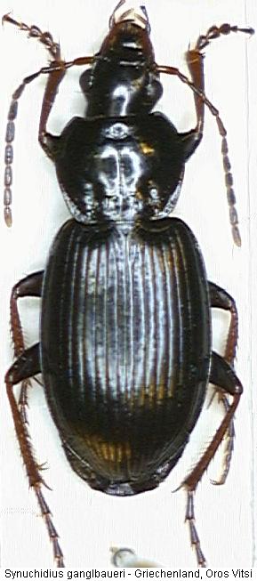 synuchidius_ganglbaueri_hab.jpg