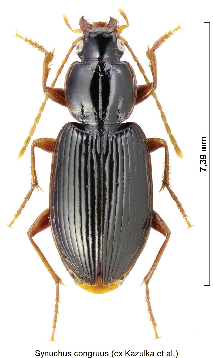 synuchus_congruus_hab.jpg