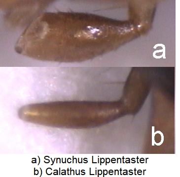 synuchus_lippentaster.jpg