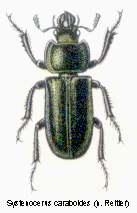 systenocerus_caraboides_hab.gif