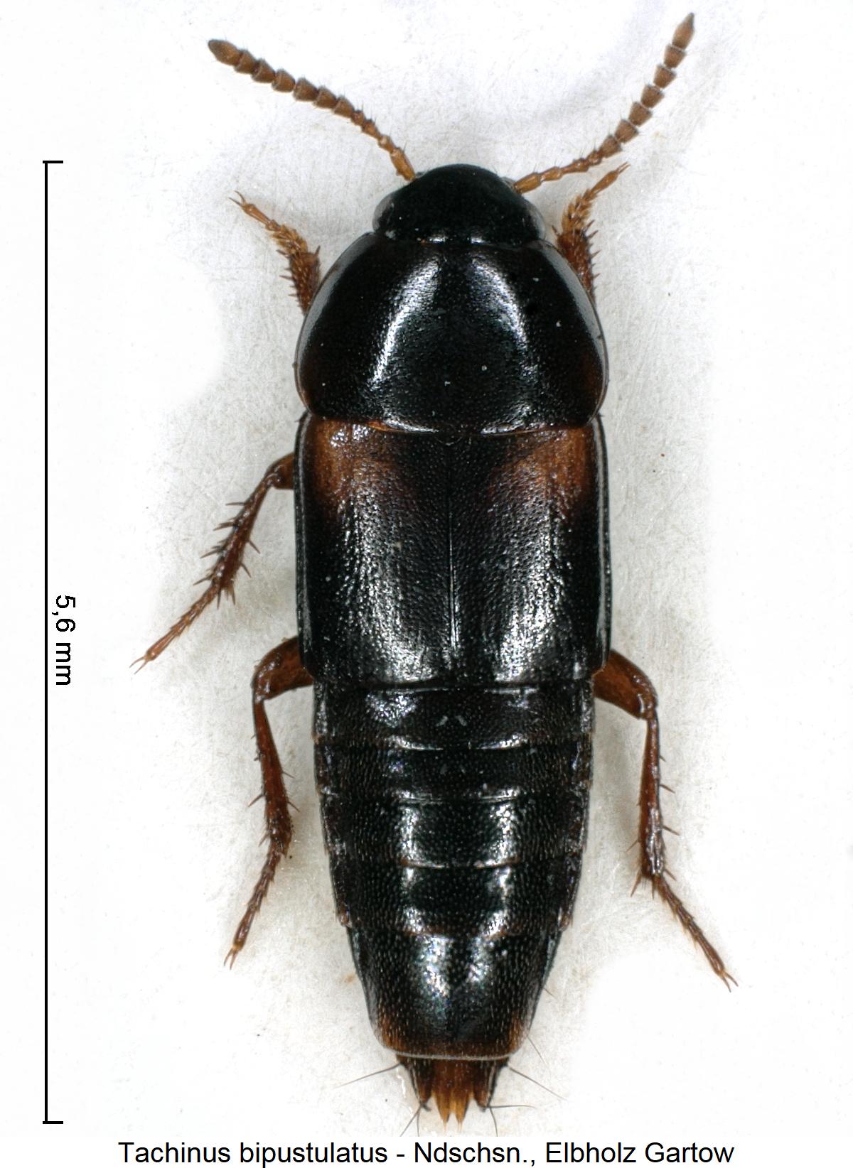 tachinus_bipustulatus_hab.jpg