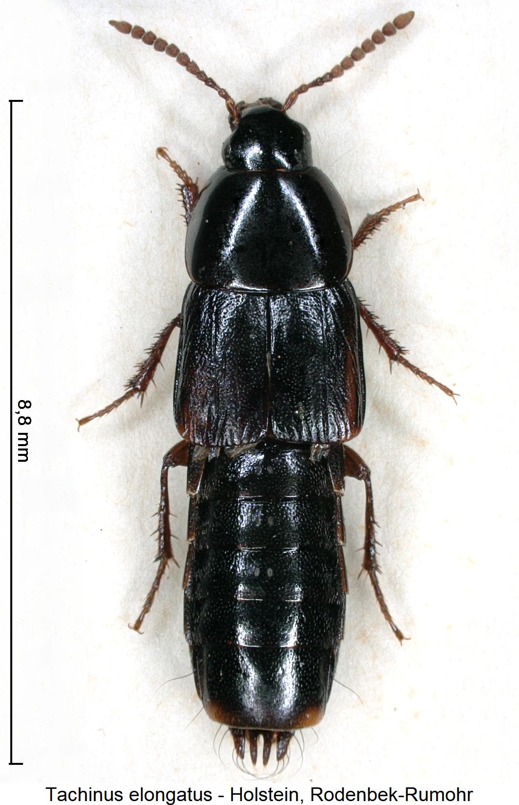 tachinus_elongatus_hab.jpg