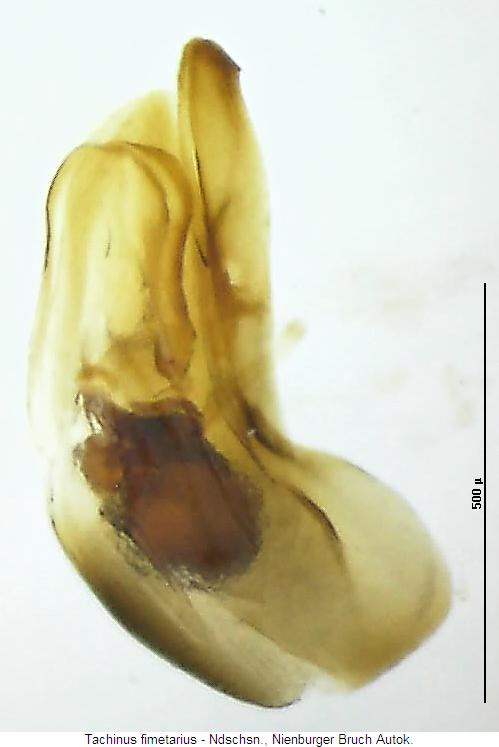 tachinus_fimetarius2.jpg