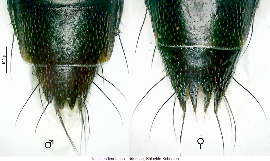 tachinus_fimetarius_hlb.jpg