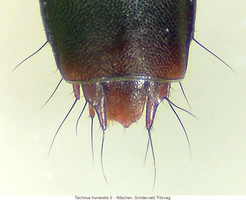 tachinus_humeralis_tergit.jpg