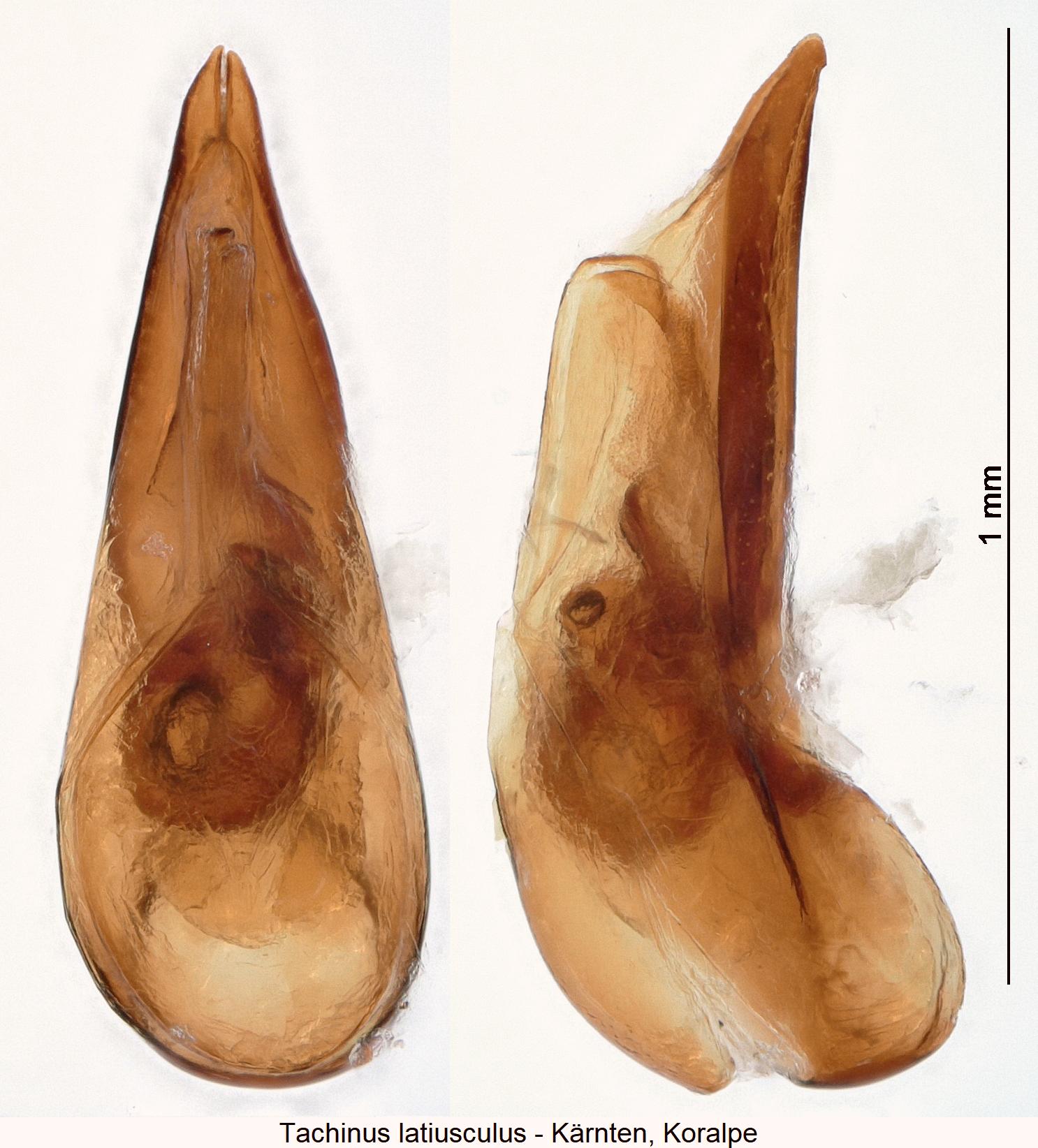 tachinus_latiusculus.jpg