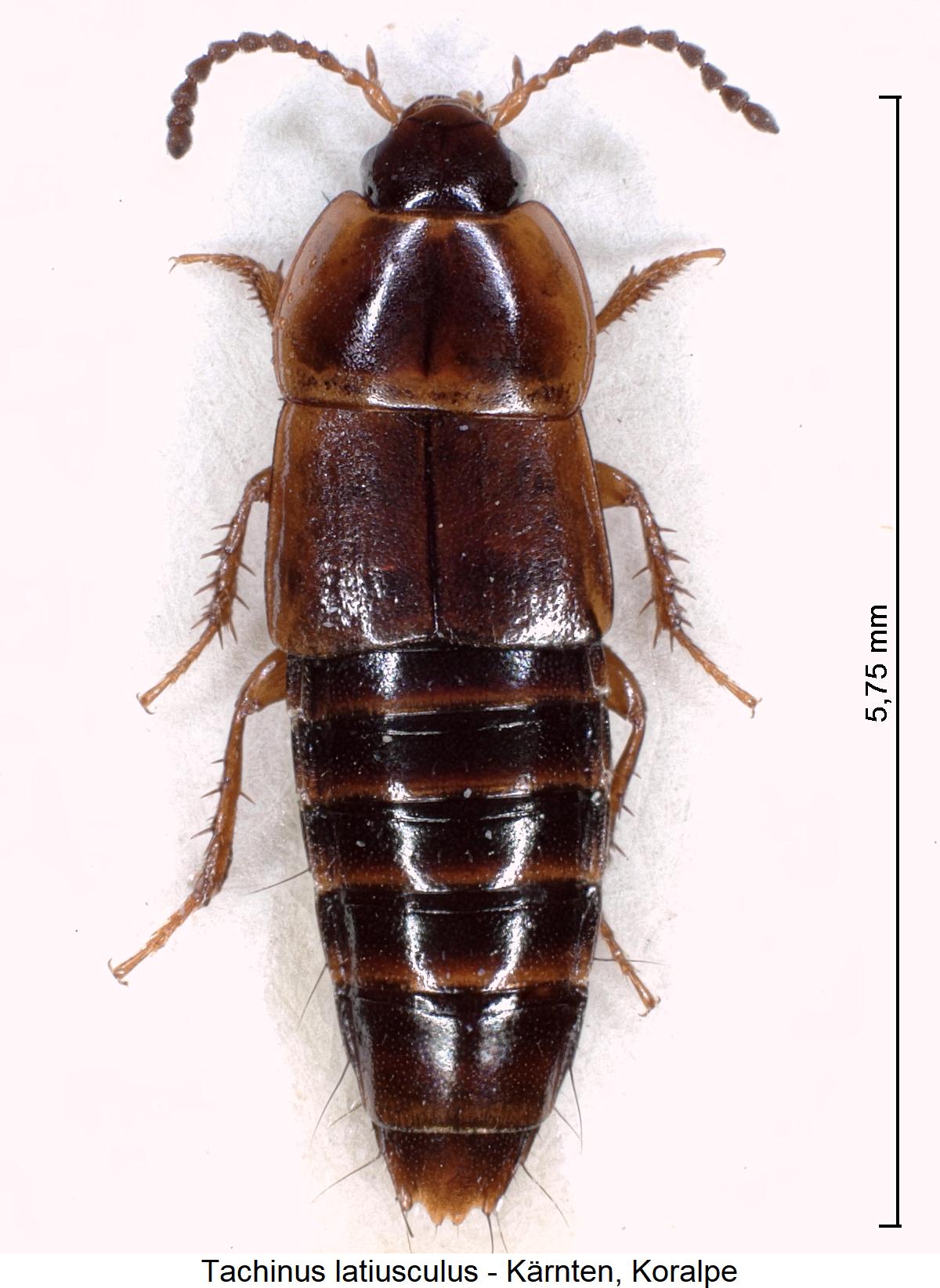 tachinus_latiusculus_hab.jpg