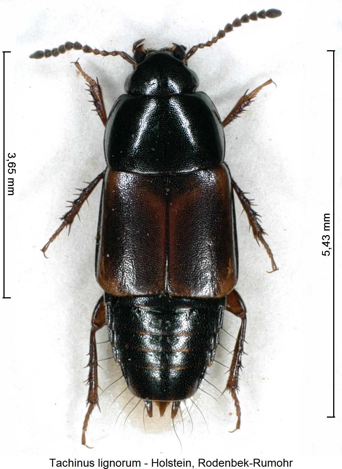 tachinus_lignorum_hab1.jpg