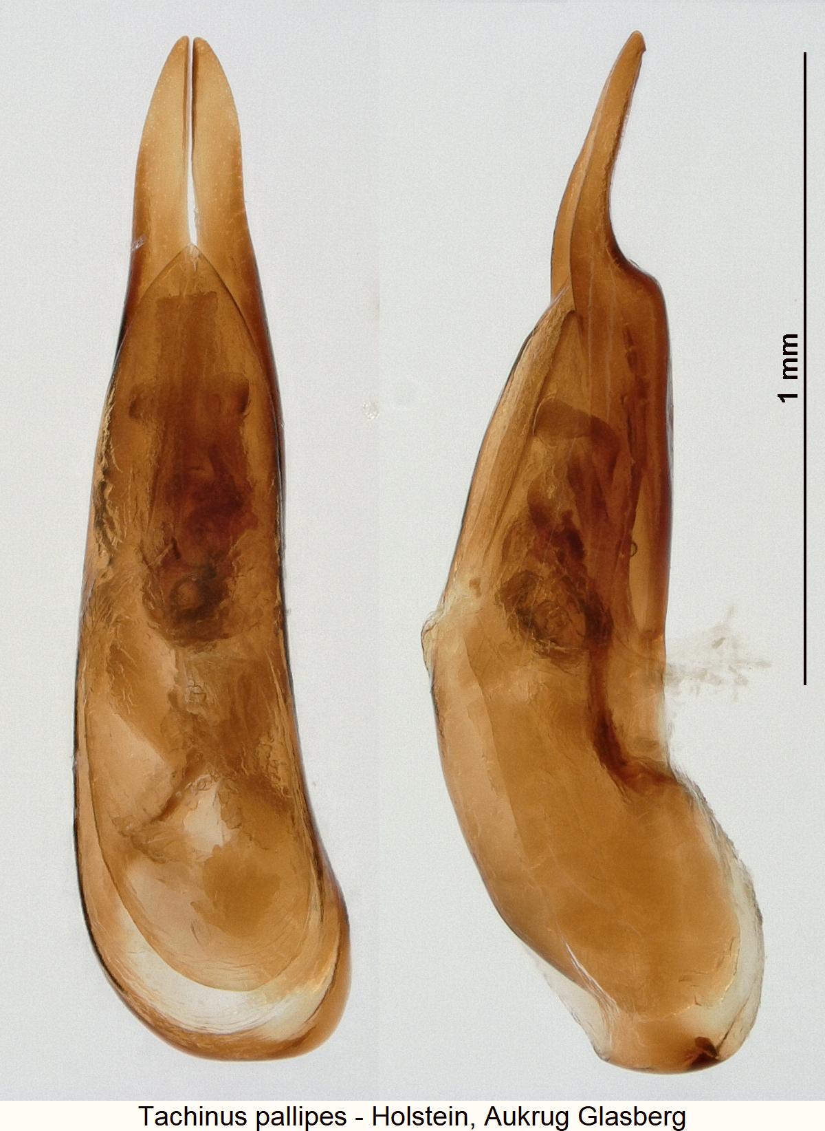 tachinus_pallipes.jpg