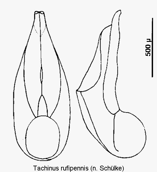 tachinus_rufipennis.gif