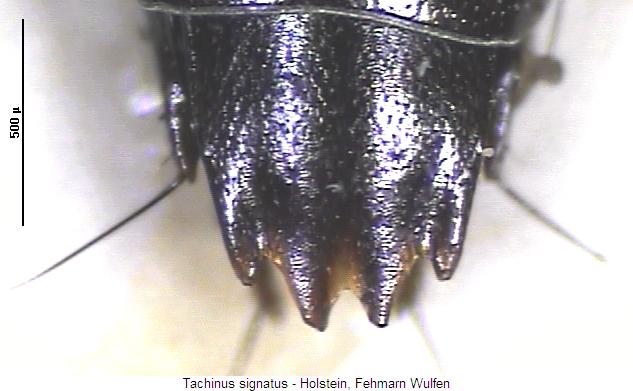 tachinus_signatus_m.jpg