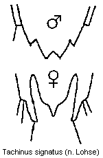 tachinus_signatus_tergit.gif