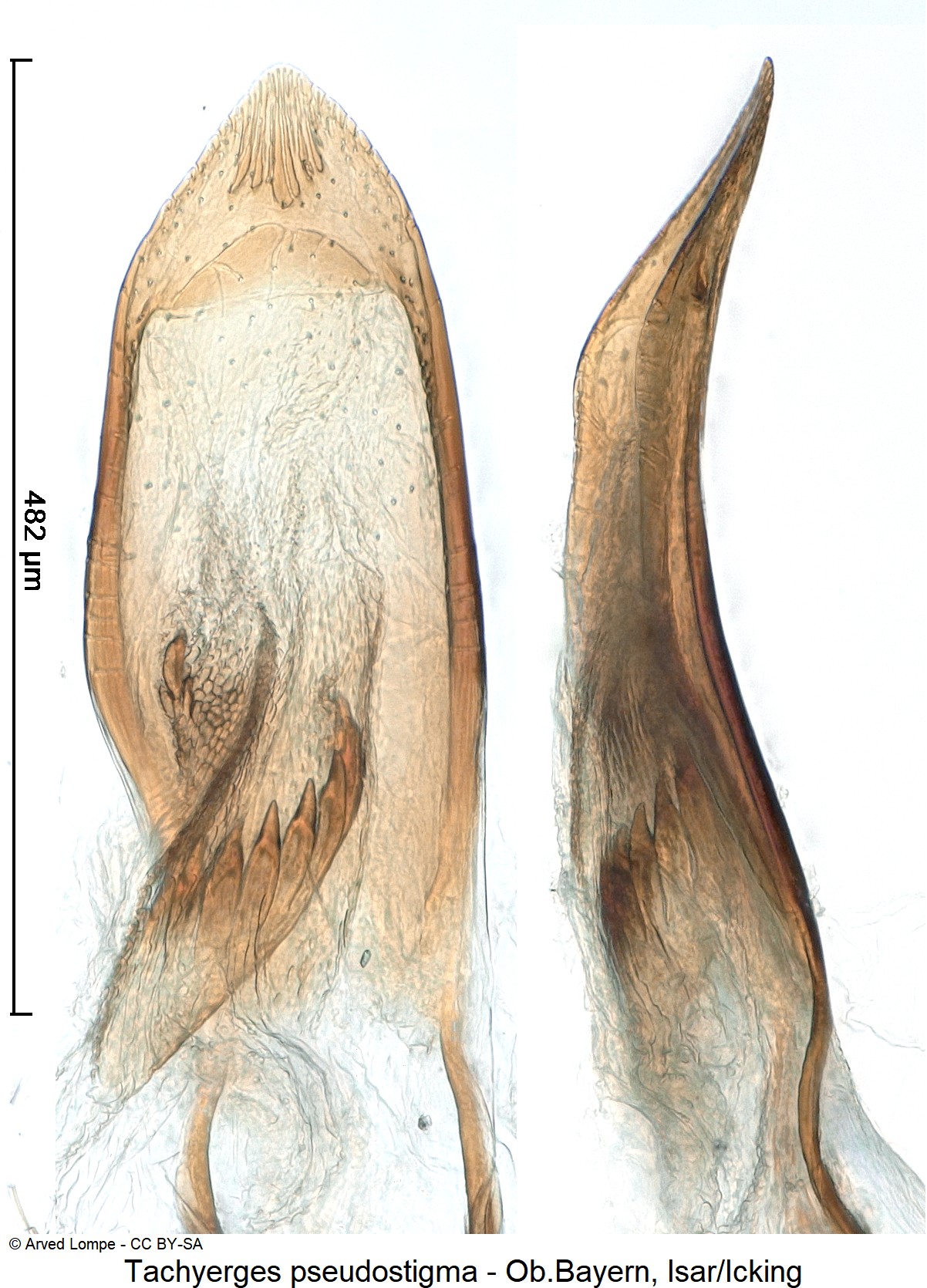 tachyerges_pseudostigma_ck15466.jpg