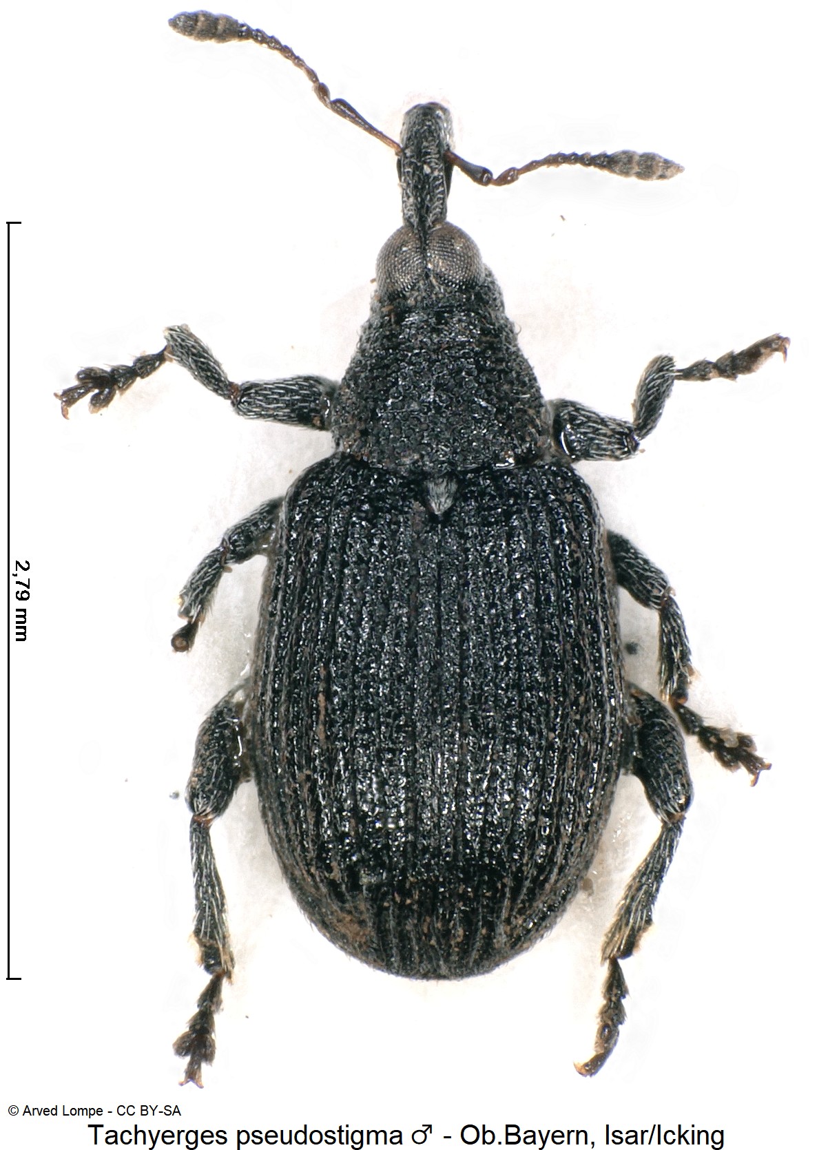 tachyerges_pseudostigma_m_ck15466_hab.jpg
