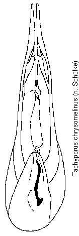 tachyporus_chrysomelinus.gif