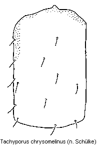 tachyporus_chrysomelinus_fld.gif