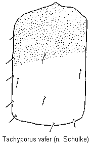 tachyporus_vafer_fld.gif