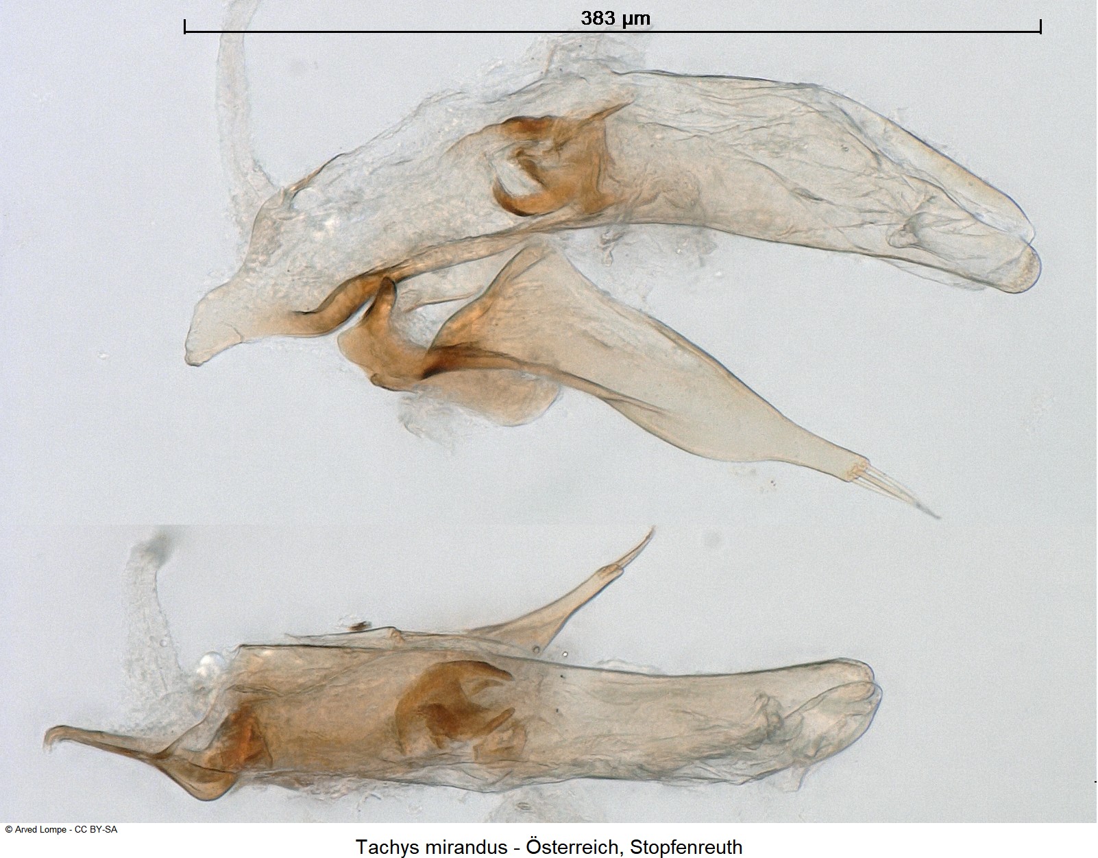 tachys_mirandus_ck6928213.jpg