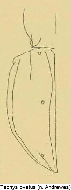 tachys_ovatus_hsch_fld.jpg