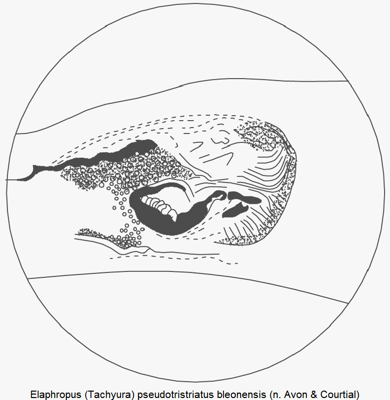 tachyura_bleonensis_pc.gif