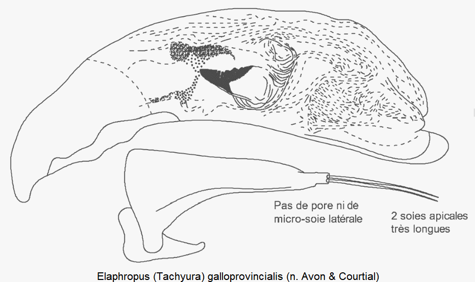 tachyura_galloprovincialis.gif