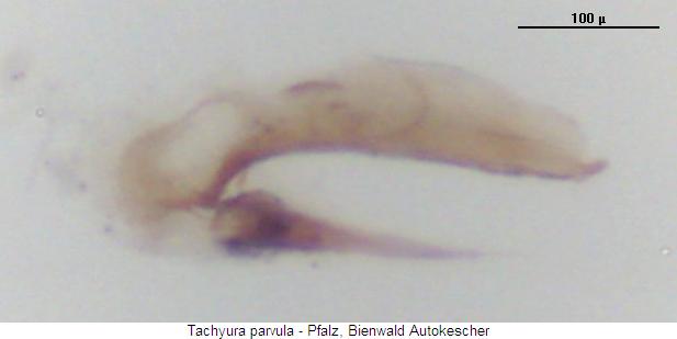 tachyura_parvula2.jpg