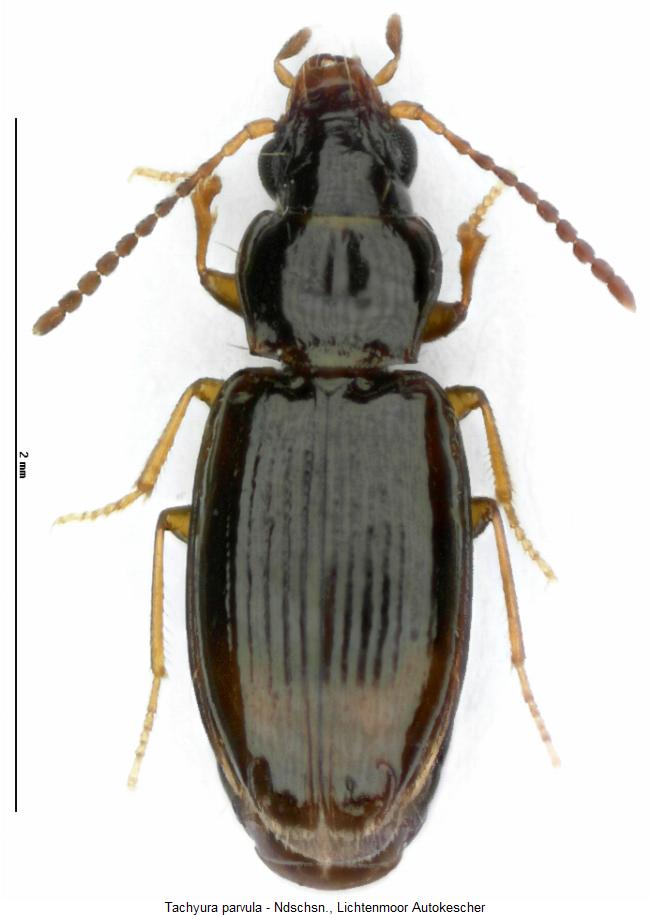 tachyura_parvula_hab.jpg