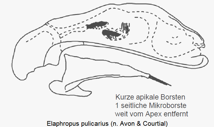 tachyura_pulicaria.gif