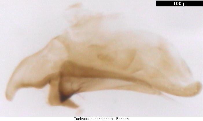 tachyura_quadrisignata.jpg
