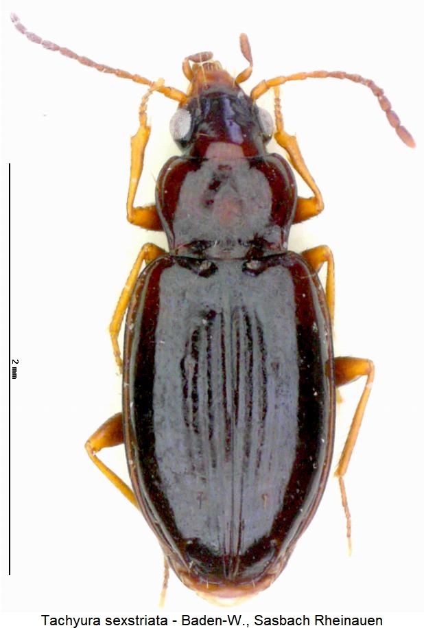 tachyura_sexstriata_hab2.jpg