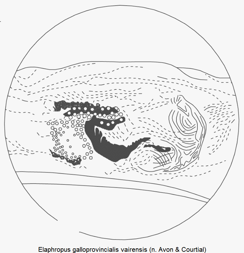 tachyura_vairensis_pc.gif