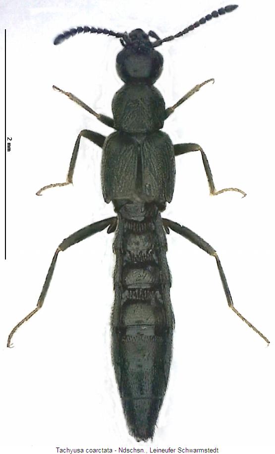 tachyusa_coarctata_hab.jpg