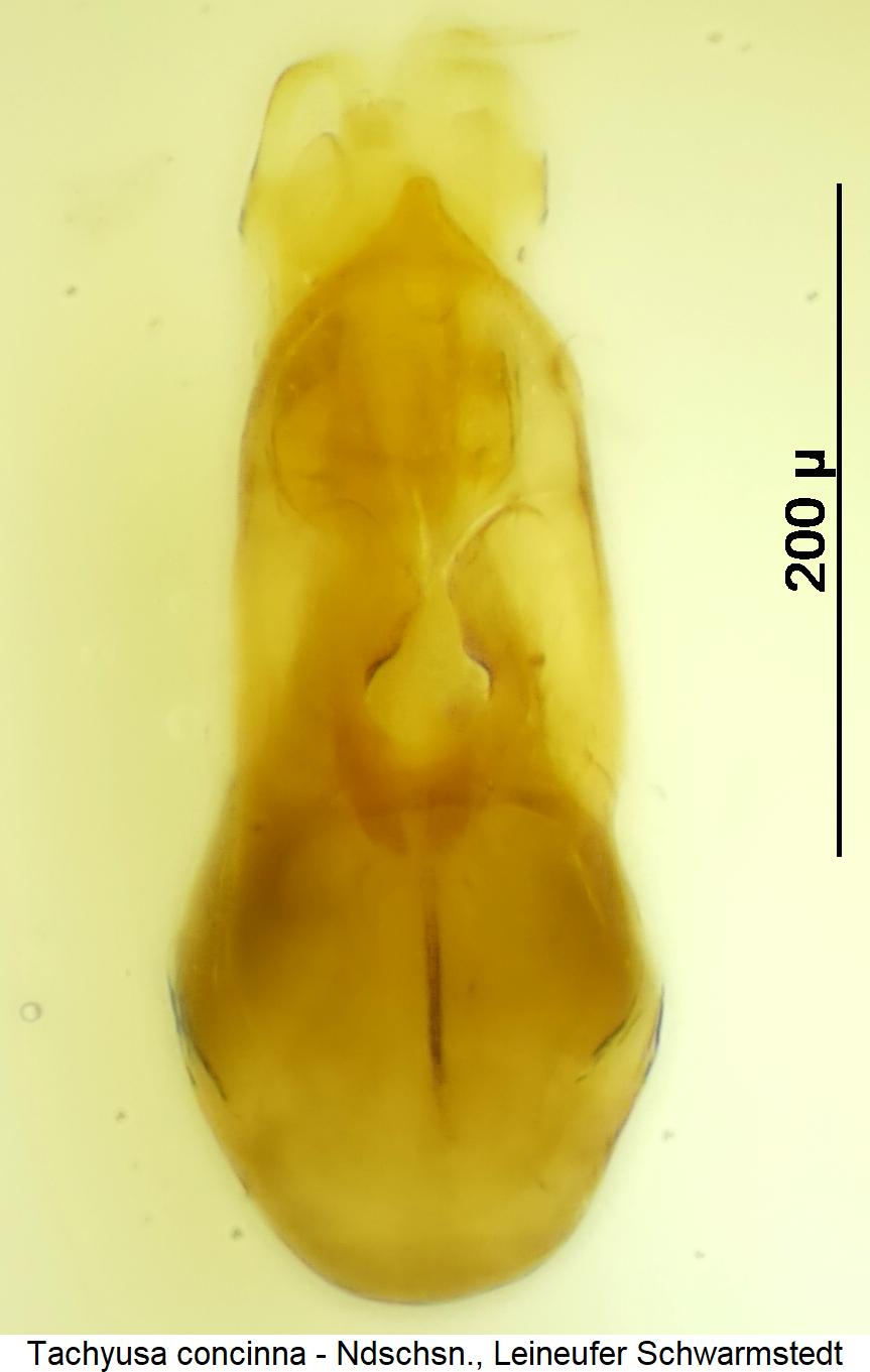 tachyusa_concinna1.jpg