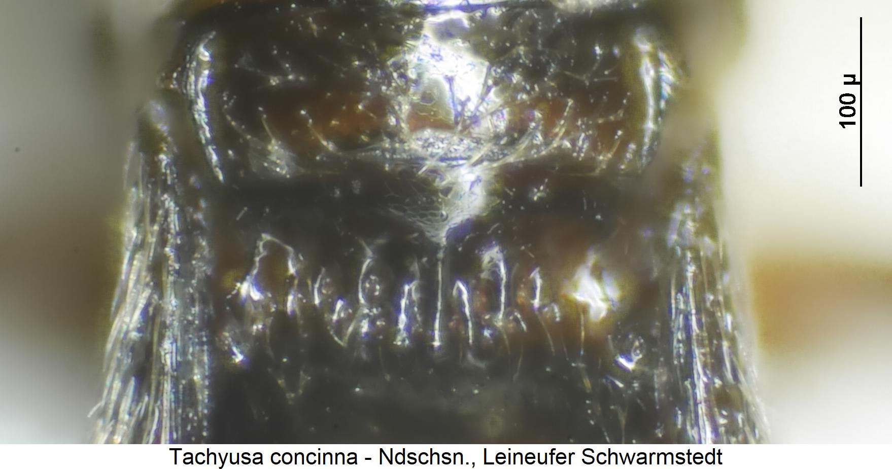 tachyusa_concinna_ter2.jpg