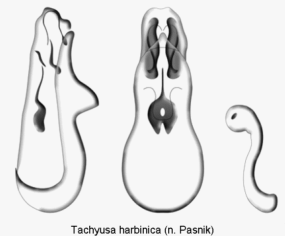 tachyusa_harbinica.gif