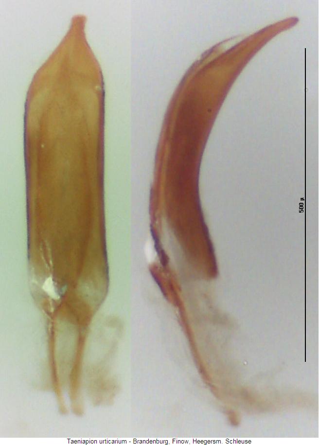 taeniapion_urticarium.jpg