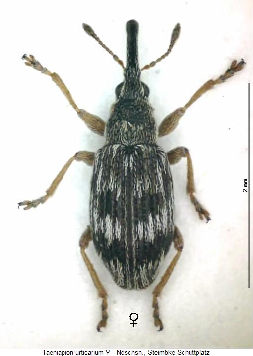 taeniapion_urticarium_w_hab.jpg