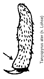 tanyspyrus_ater_vschn.gif