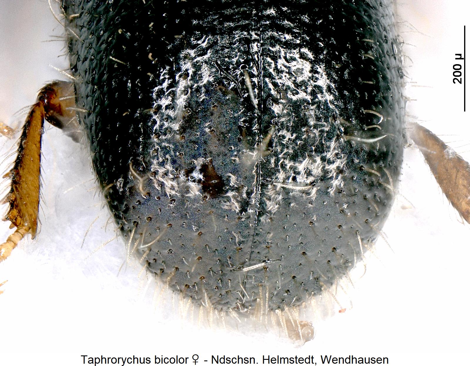 taphrorychus_bicolor_w_fld.jpg